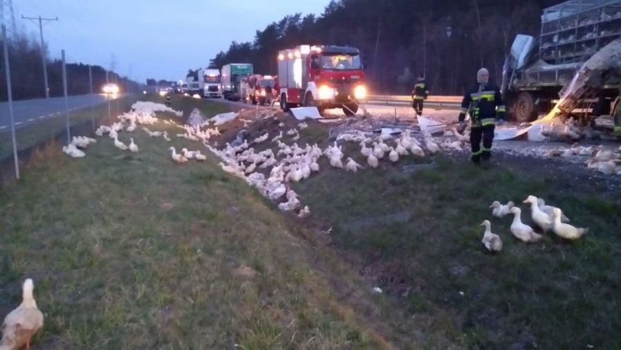 Zwierzęta rozbiegły się po rowie