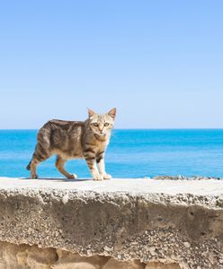 Grecka wyspa oferuje nietypową pracę z darmowym mieszkaniem!