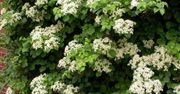 Hortensja pnąca (Hydrangea petiolaris)