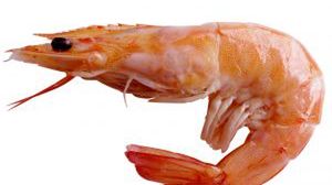 Krewetkom po antydepresantach wcale nie jest wesoło 1