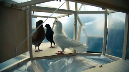 Gołębie wydalające... mydło, czyli sposób na czyste samochody 1