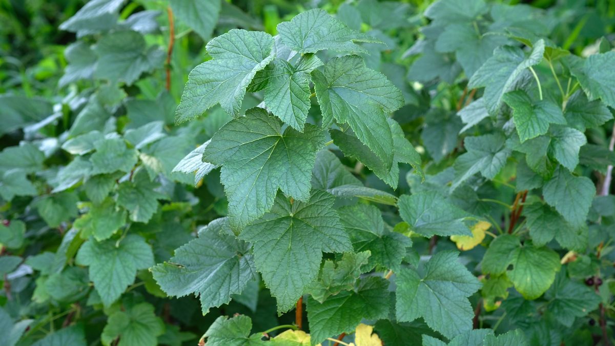 Listkówka pomaga na nadciśnienie