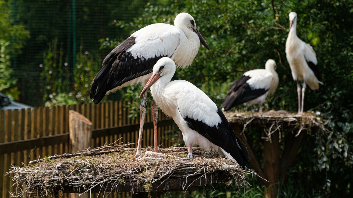 Park Dzikich Zwierząt w Kadzidłowie 