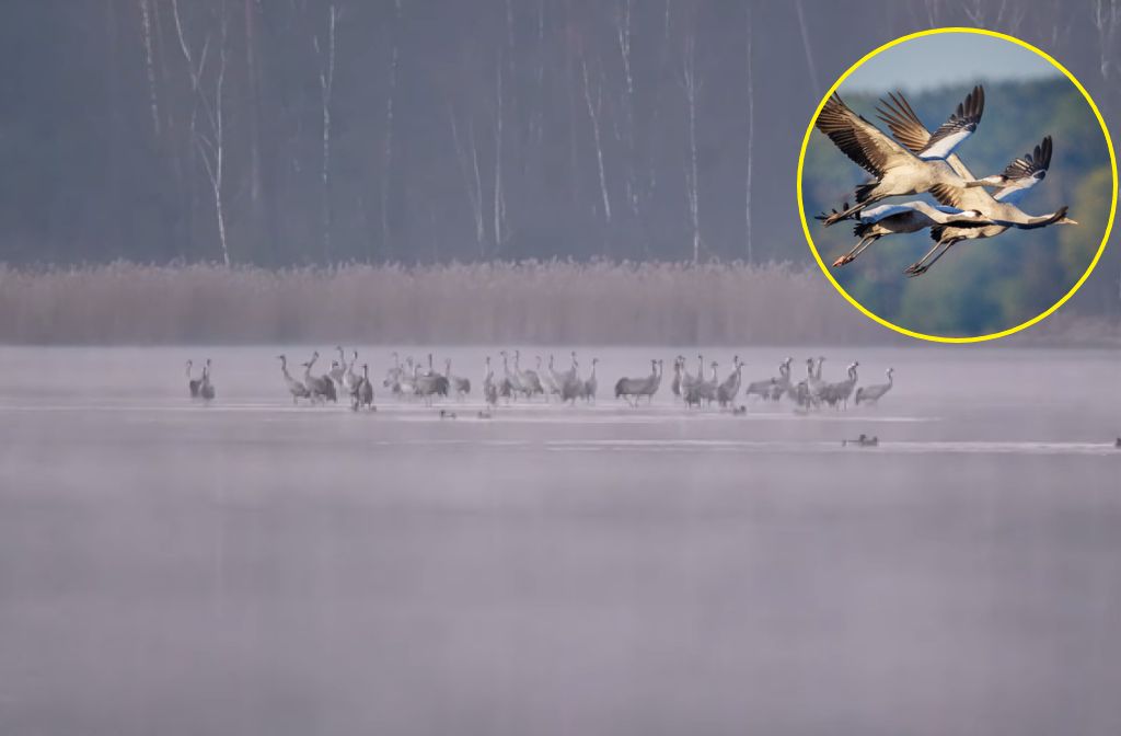 Słychać donośny klangor. "Koncert na żywo"