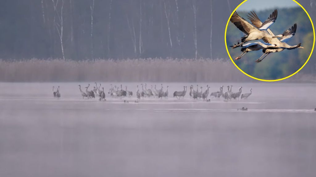 Słychać krzyk żurawi