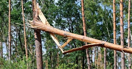 Zakaz wstępu do lasów! Ale powód jest zupełnie inny
