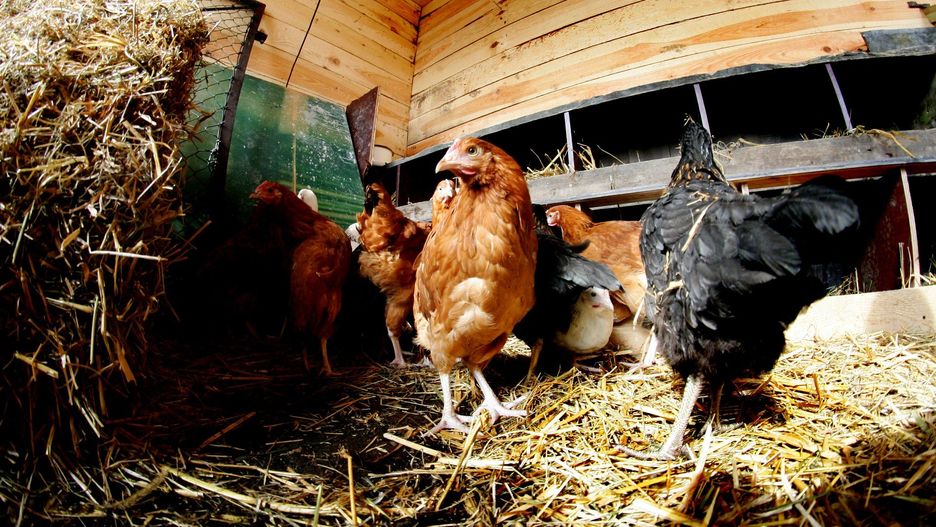 W gospodarstwie utrzymywanych było 49 ptaków: 35 kur, 13 kaczek, 1 gęś