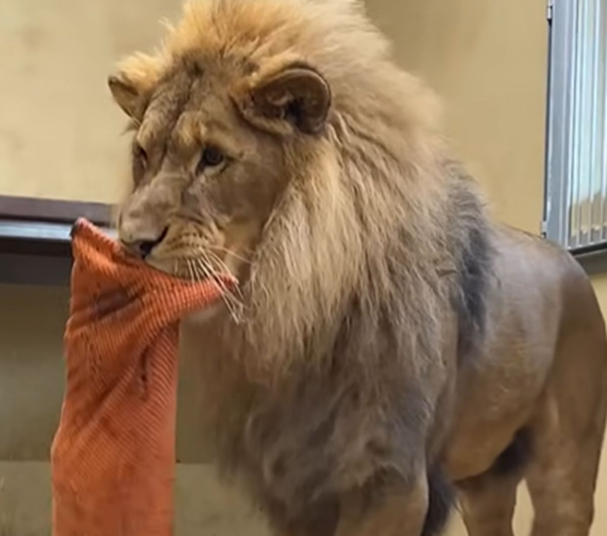 Nagrali zabawę lwa z Wrocławia.