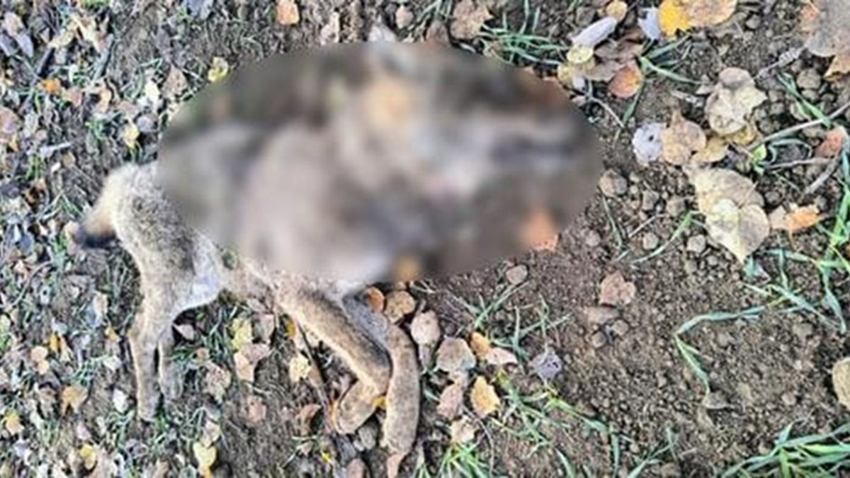 Dramatyczna fotografia pokazująca działania kłusowników