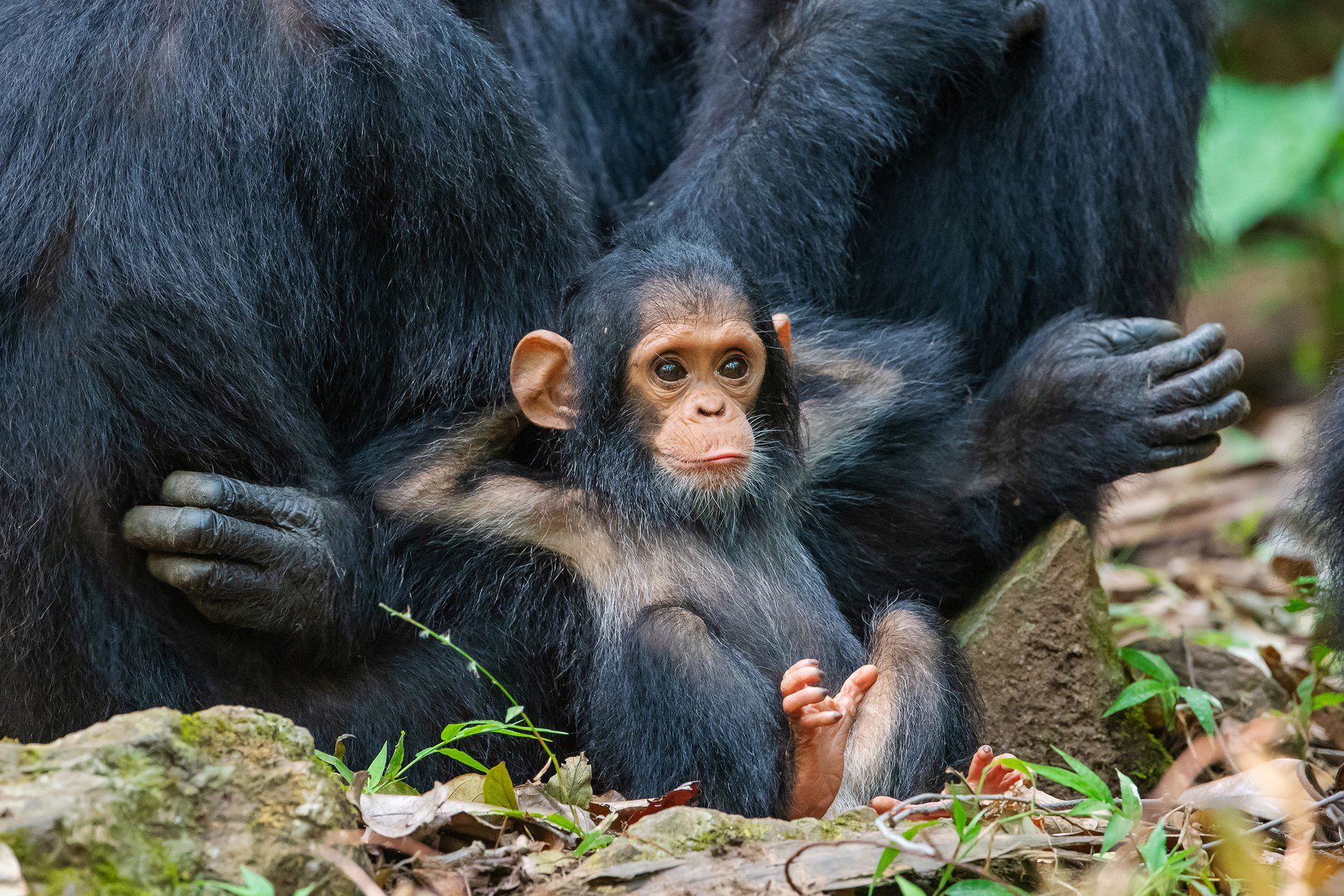 Comedy Wildlife Photography Awards 2019. Najśmieszniejsze zdjęcie roku wybrane! 6