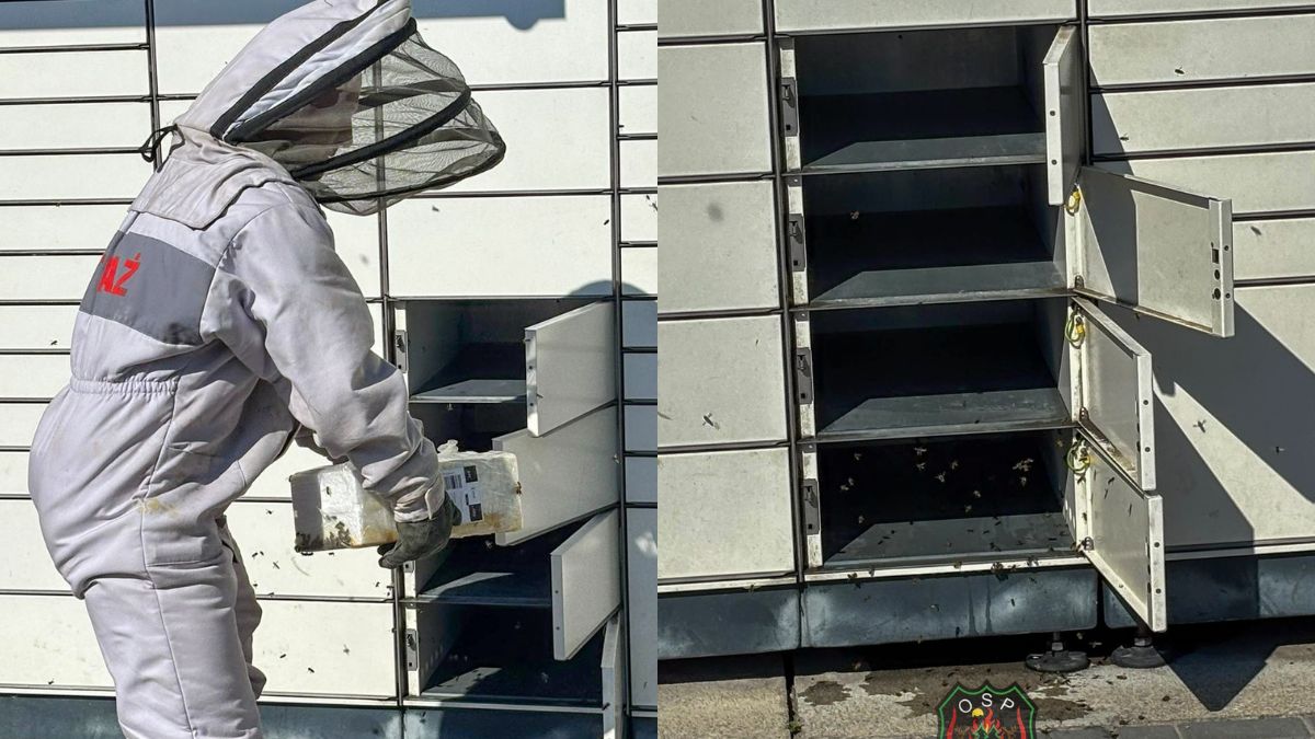 Rój pszczół w paczkomacie. Strażacy podjęli działania