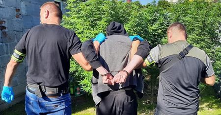 Uprawiał marihuanę w centrum miasta. Policjanci zabezpieczyli kilka 2-metrowych krzewów i 110 gramów suszu