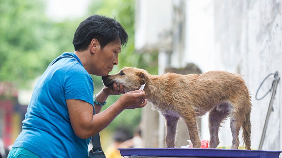 Kobieta próbuje uratować psa z makabrycznego festiwalu