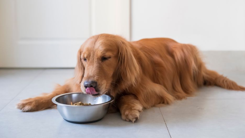 Ból, dyskomfort lub choroba mogą sprawić, że pies nie chce jeść z tradycyjnej miski
