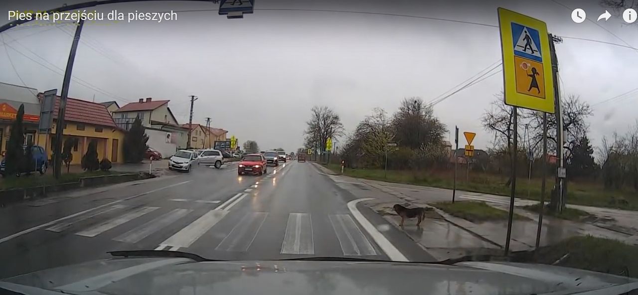 Pies z Bilczy koło Kielc daje przykład pieszym jak dbać o własne bezpieczeństwo na przejściu dla pieszych