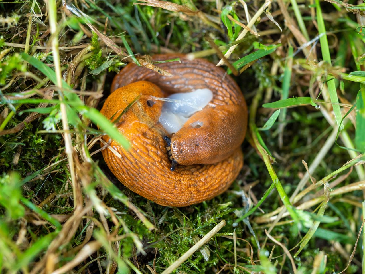 Snails are not welcome in our gardens.