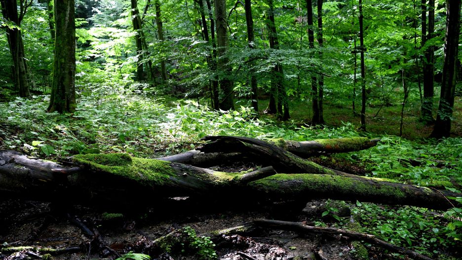 Warszawa. Aktywiści protestują przeciw wycince drzew