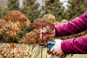 Przycinanie hortensji jesienią. Przeczytaj, zanim chwycisz za sekator