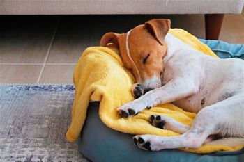 Pies "biega" i warczy przez sen? Nawet nie próbuj go budzić