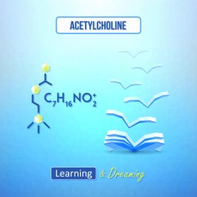 Acetylocholina – źródła, rola, niedobór, nadmiar