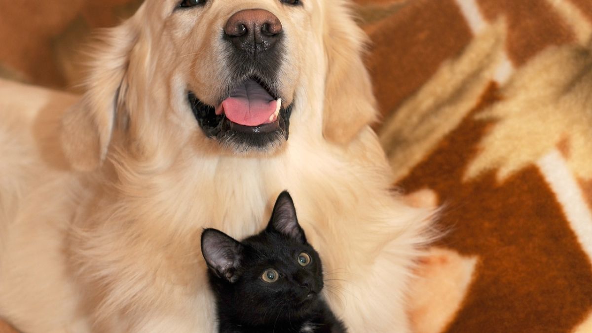 Projekt 500 plus dla kotów i psów - co warto wiedzieć?