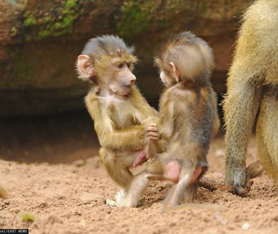 Planują zabić pawiany w zoo w Niemczech. Fala oburzenia