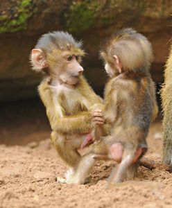 Planują zabić pawiany w zoo w Niemczech. Fala oburzenia