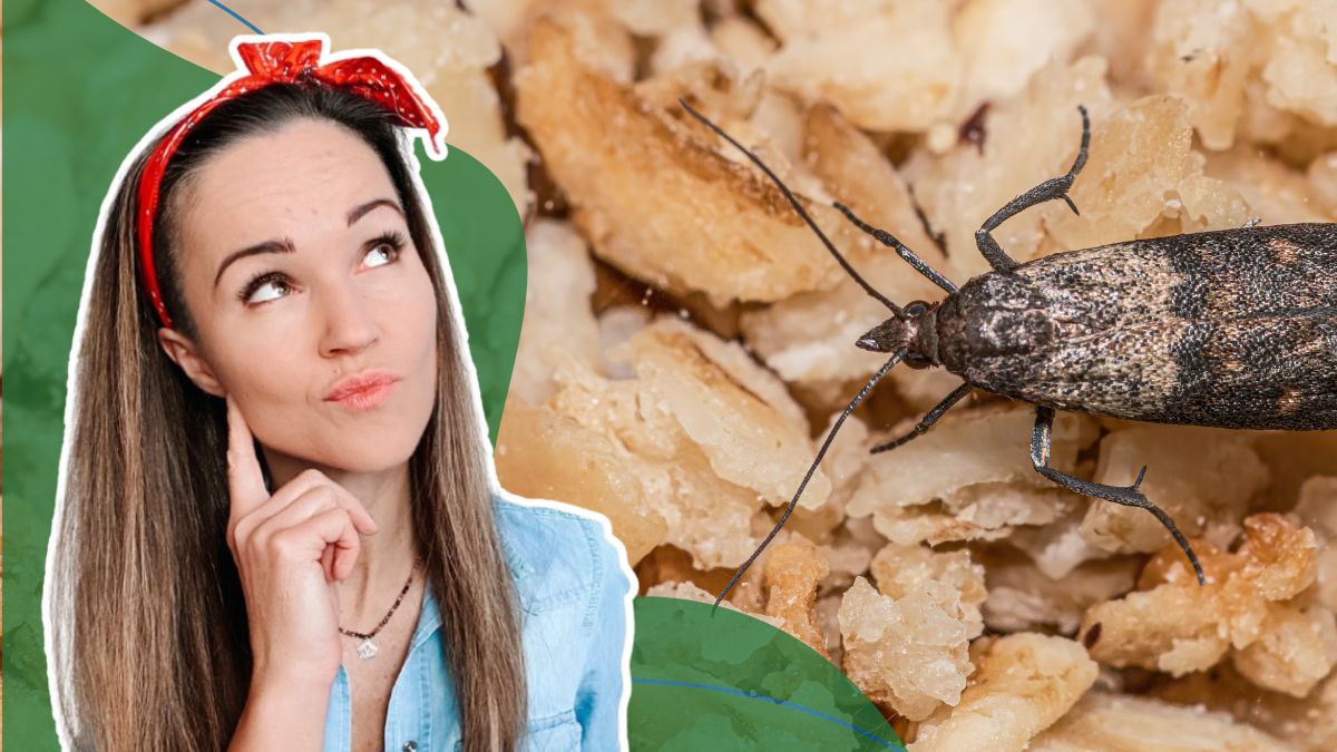 Architekt Porządku podpowiada, jak zaplanować kuchnię