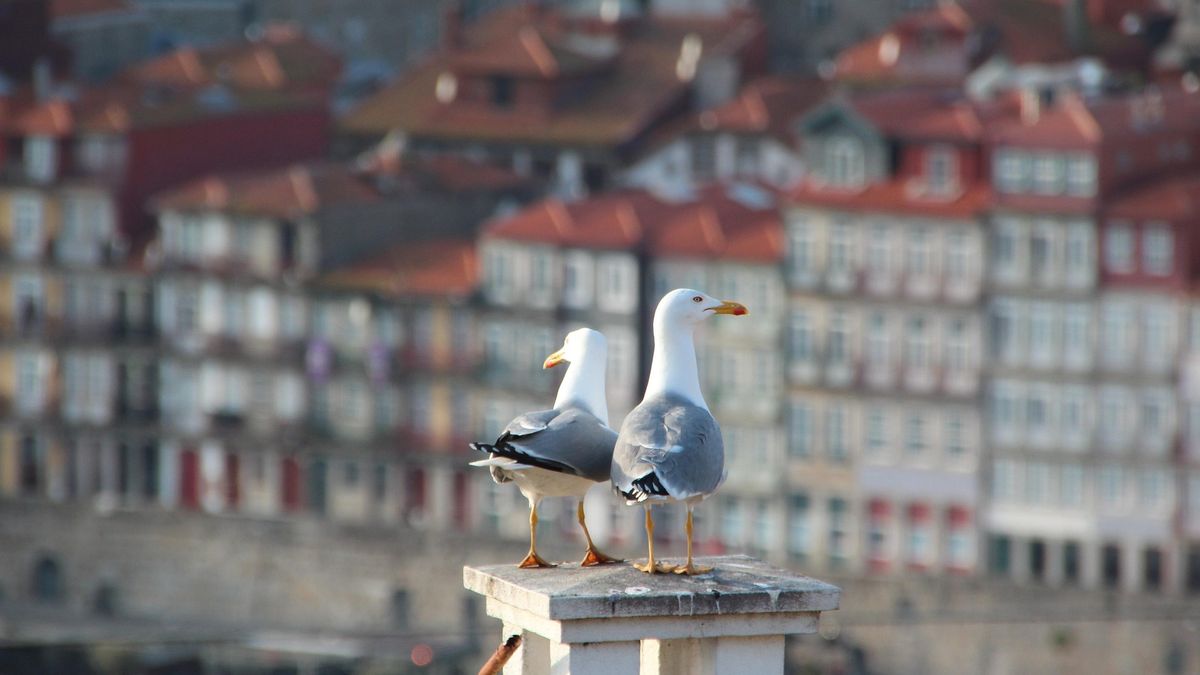 W Porto wdrożono pilotażowy projekt z użyciem myszołowców