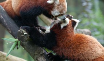 Smutne zdarzenie we wrocławskim zoo. Zmarły Livi i Rufus
