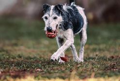 Pies na emeryturze, koń na balkonie