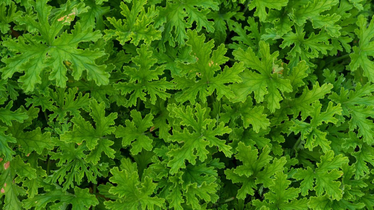 Anginka - co to za roślina?