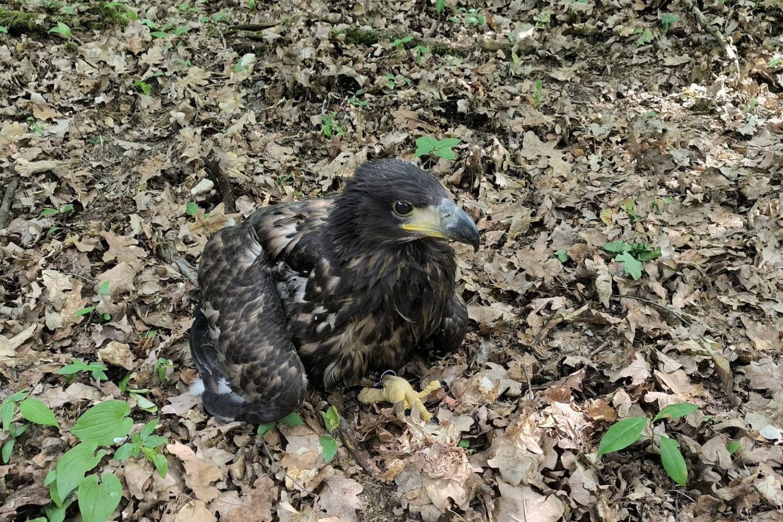 Trwa znakowanie piskląt bielików. Gatunek znajduje się pod ścisłą ochroną