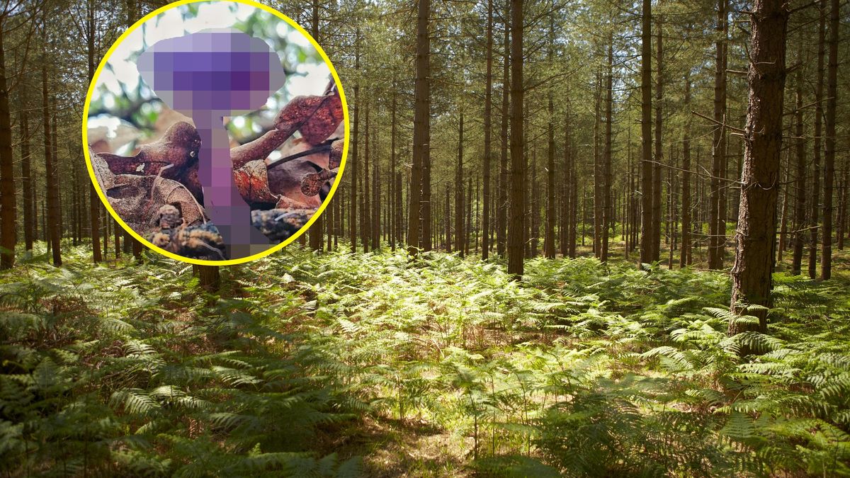 Takie grzyby rosną w polskich lasach 