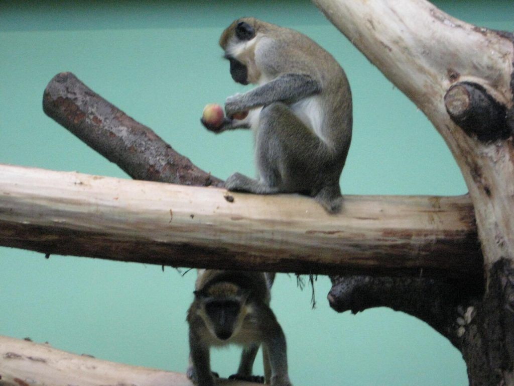 Śląski Ogród Zoologiczny w Chorzowie