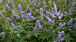 Niepokalanek pospolity - właściwości, zastosowanie i przeciwwskazania