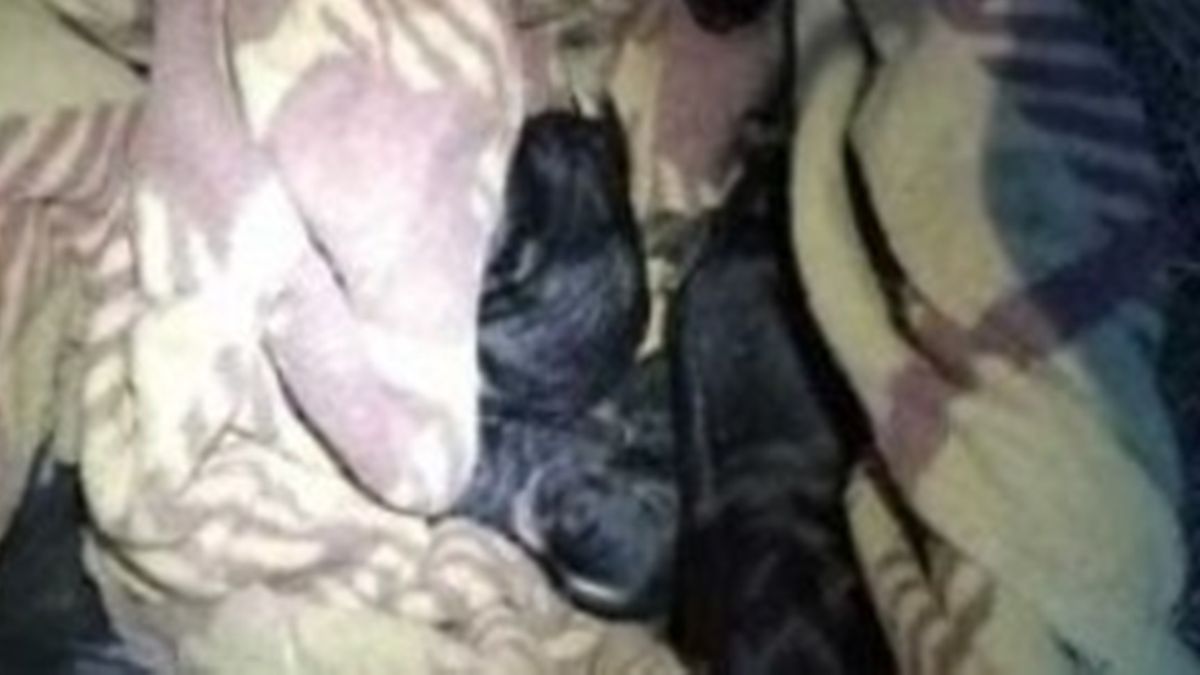 Z przydrożnej studzienki uratowano dziewięć szczeniaczków 