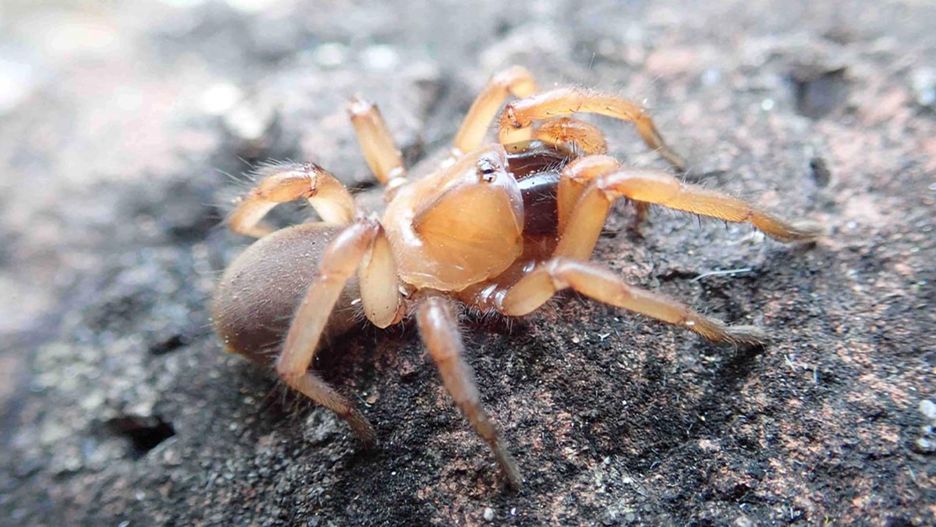 Nowy gatunek pająka Kwonkan nemoralis jest wielkości 2 zł