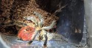 Kraków: Niecodzienna interwencja. Jadowie pająki w koszach na śmieci