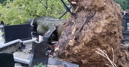 Ludzie łapali się za głowy, gdy przyszli na cmentarz. Przewrócone drzewo uszkodziło kilkanaście nagrobków