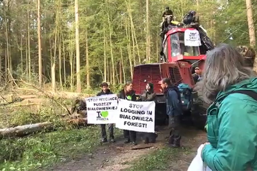 Ekolodzy znów blokują maszyny w Puszczy Białowieskiej. Doszło do przepychanek
