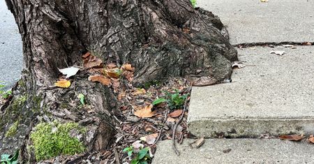 Kto posadzi blisko domu, ten pożałuje. Przepis na katastrofę