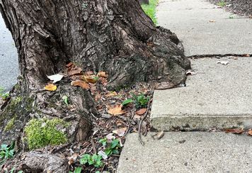 Kto posadzi blisko domu, ten pożałuje. Przepis na katastrofę