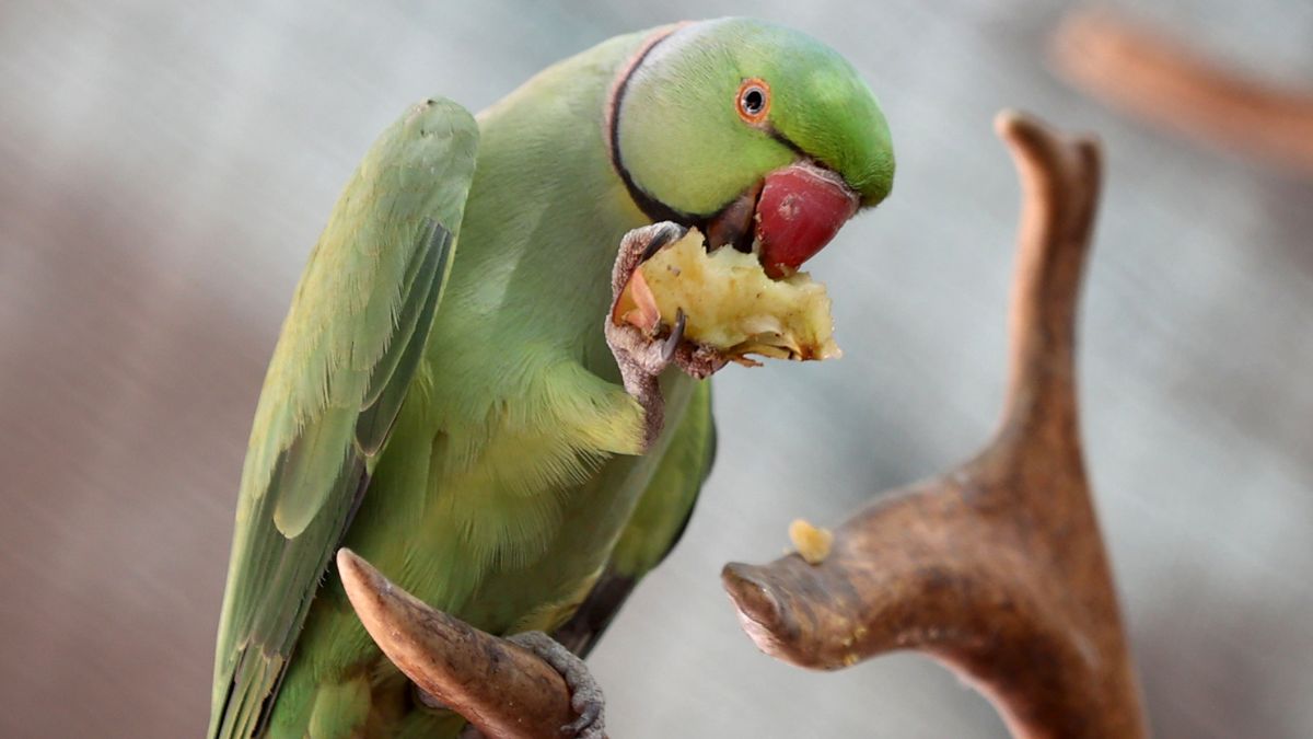 Papuga zginęła przez zwiedzających. (zd. podgl.).