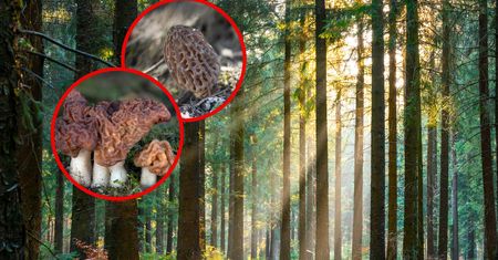 Pojawiły się w polskich lasach. "Uwaga na fałszywe"