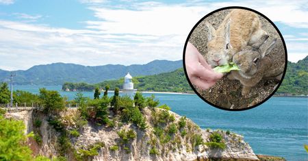 Ōkunoshima. Tajemnicza wyspa królików z mroczną przeszłością