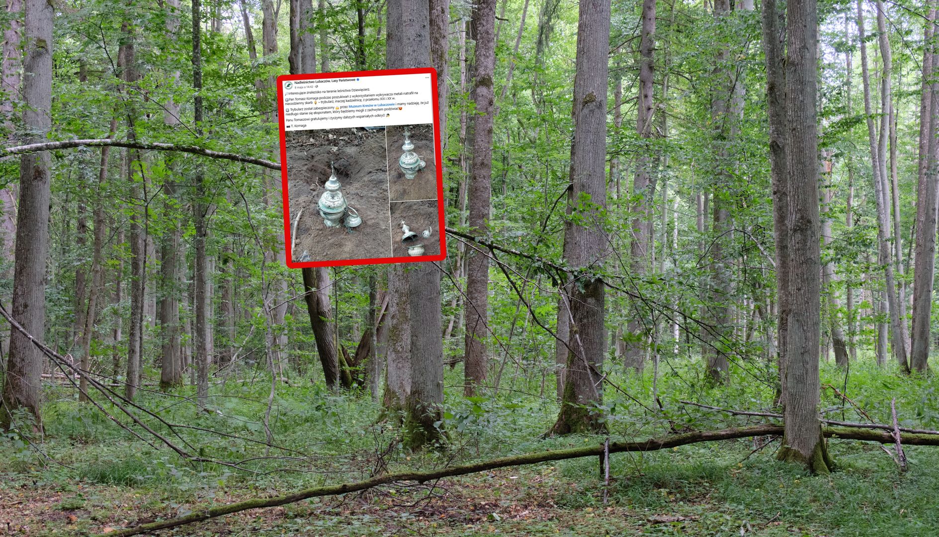 Taki skarb pod ziemią. Nadleśnictwo pokazało zdjęcia