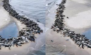 Foki na polskiej plaży. Nagranie robi furorę w sieci