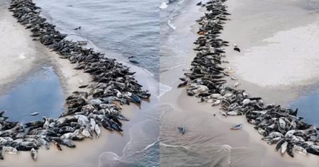 Foki na polskiej plaży. Nagranie robi furorę w sieci