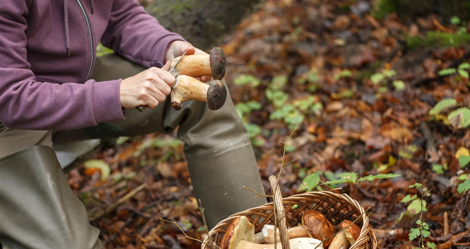 W lasach nie brakuje grzybów
